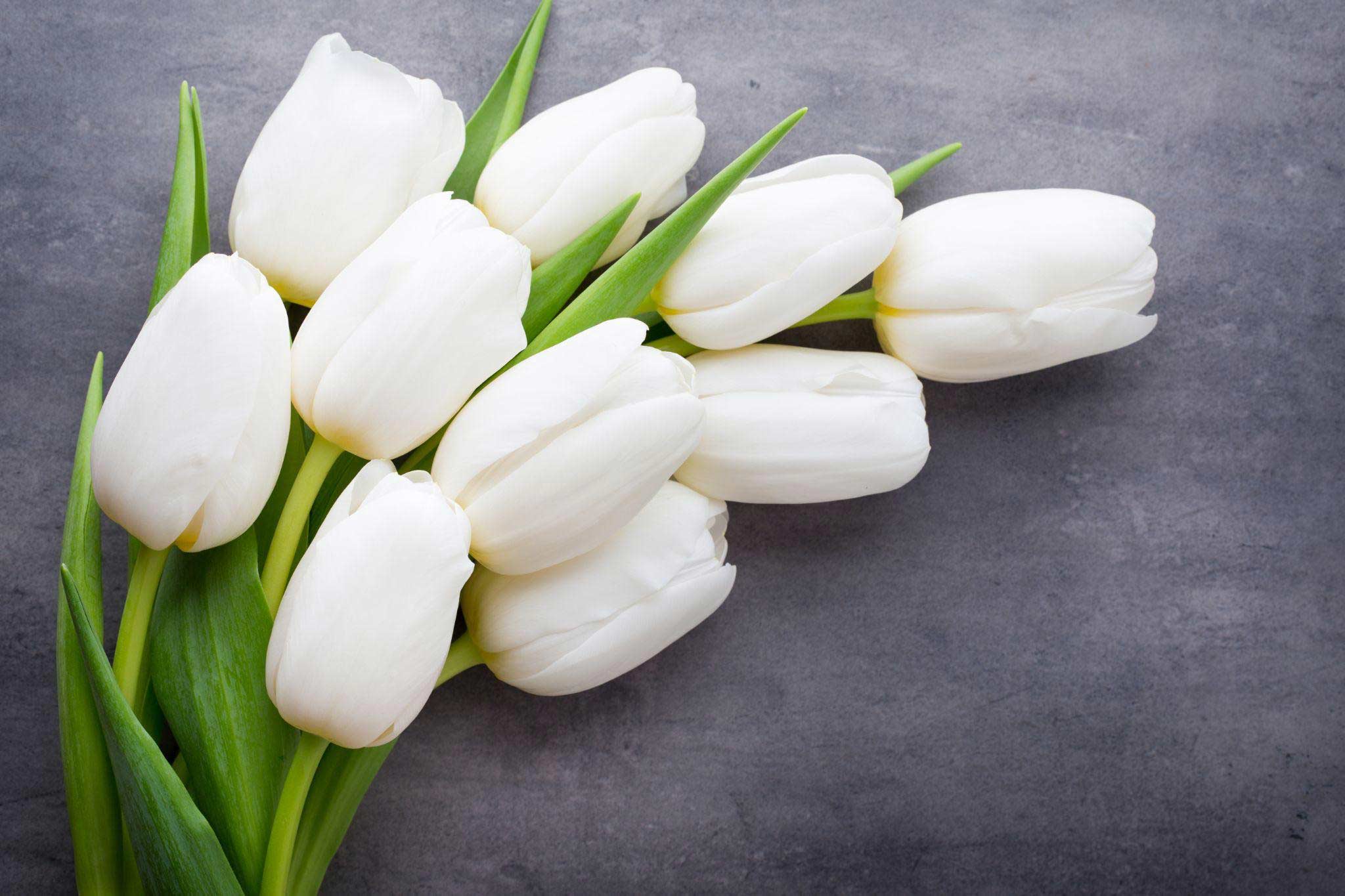 White-tulips